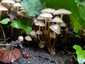 Cifra kígyógomba (Mycena inclinata), Budai-hegység